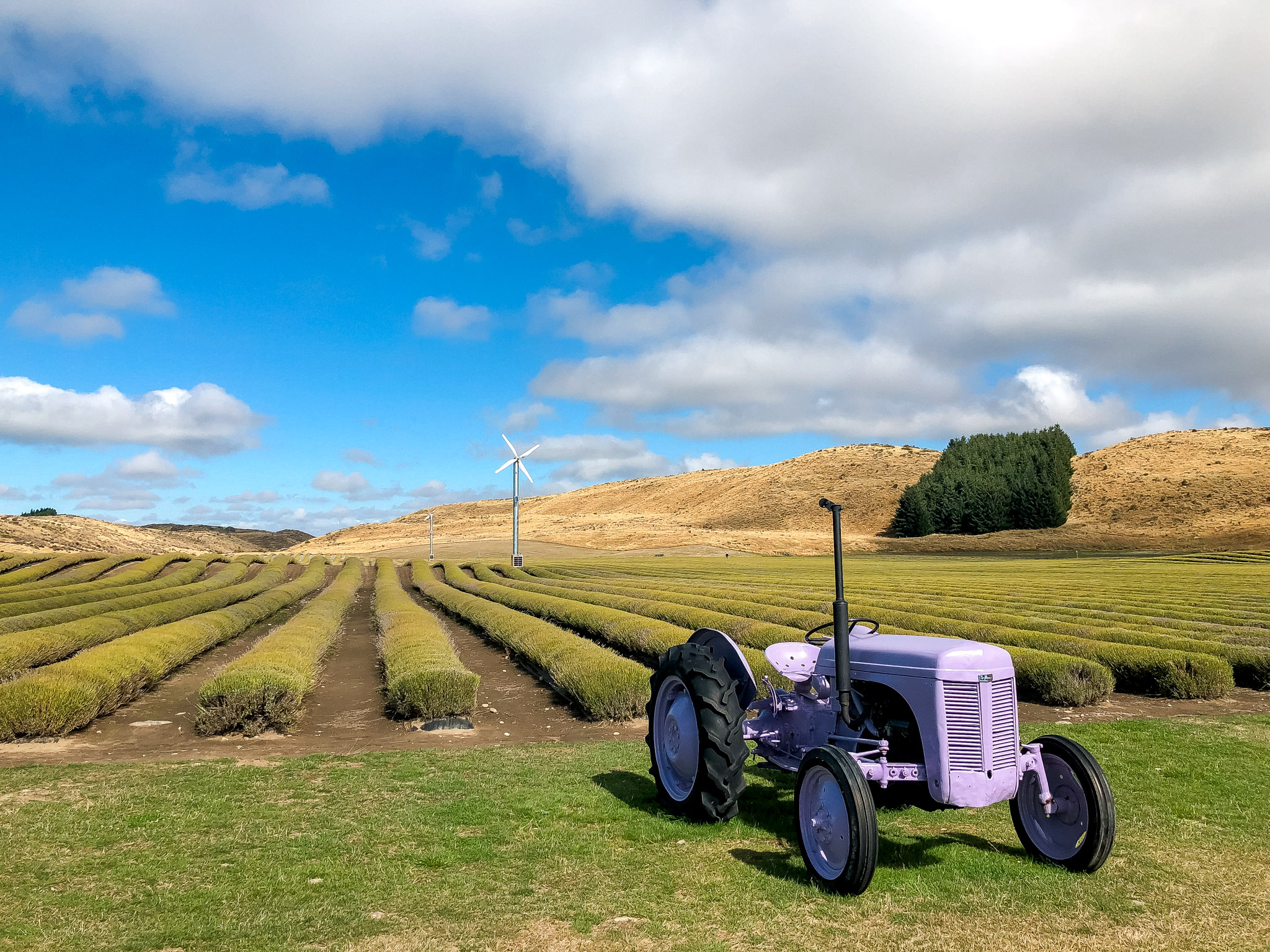 New Zealand lavender, New Zealand lavender farm, what to do in New Zealand, New Zealand trip, visit New Zealand, travel to New Zealand, what to do in South Island, South Island New Zealand